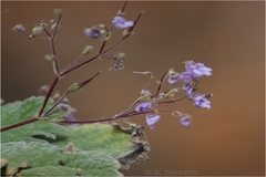 Didymocarpus innominatus